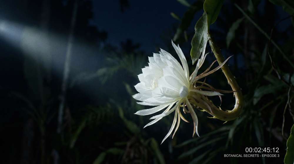 黄色仓库植物视频-夜间开花延时摄影